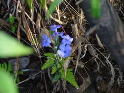 Image of Eranthemum roseum (Vahl) R. Br.