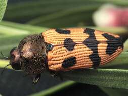 Image of Castiarina turneri (Barker 1983)