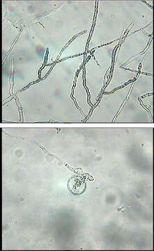 Image de Pythium debaryanum