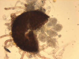 Image of Golovinomyces cichoracearum (DC.) V. P. Heluta 1988