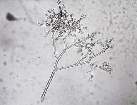 Image of Peronospora hyoscyami de Bary 1863