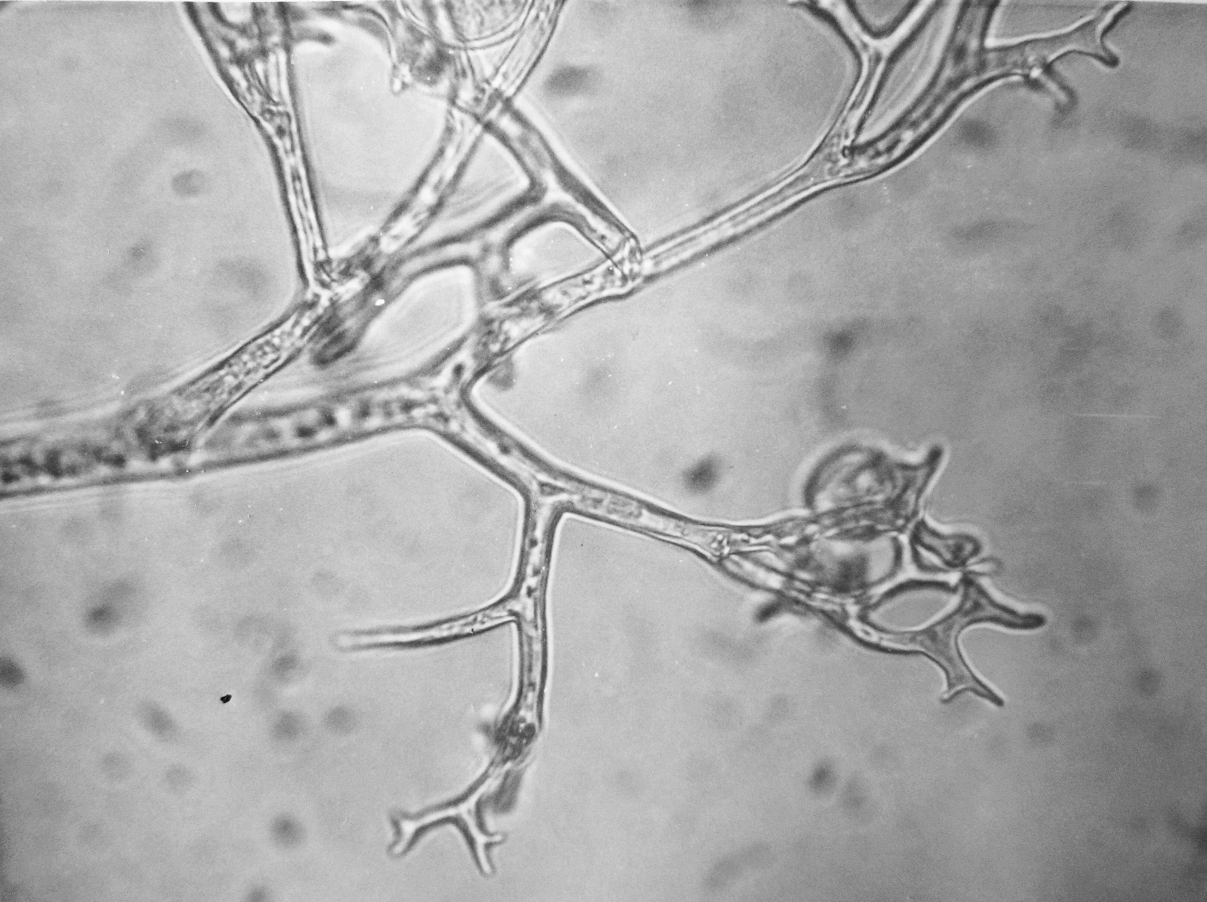 Image of Peronospora hyoscyami de Bary 1863