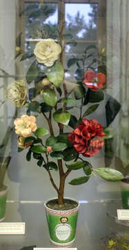 Image of camellia