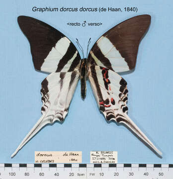 Sivun Graphium dorcus (de Haan 1840) kuva