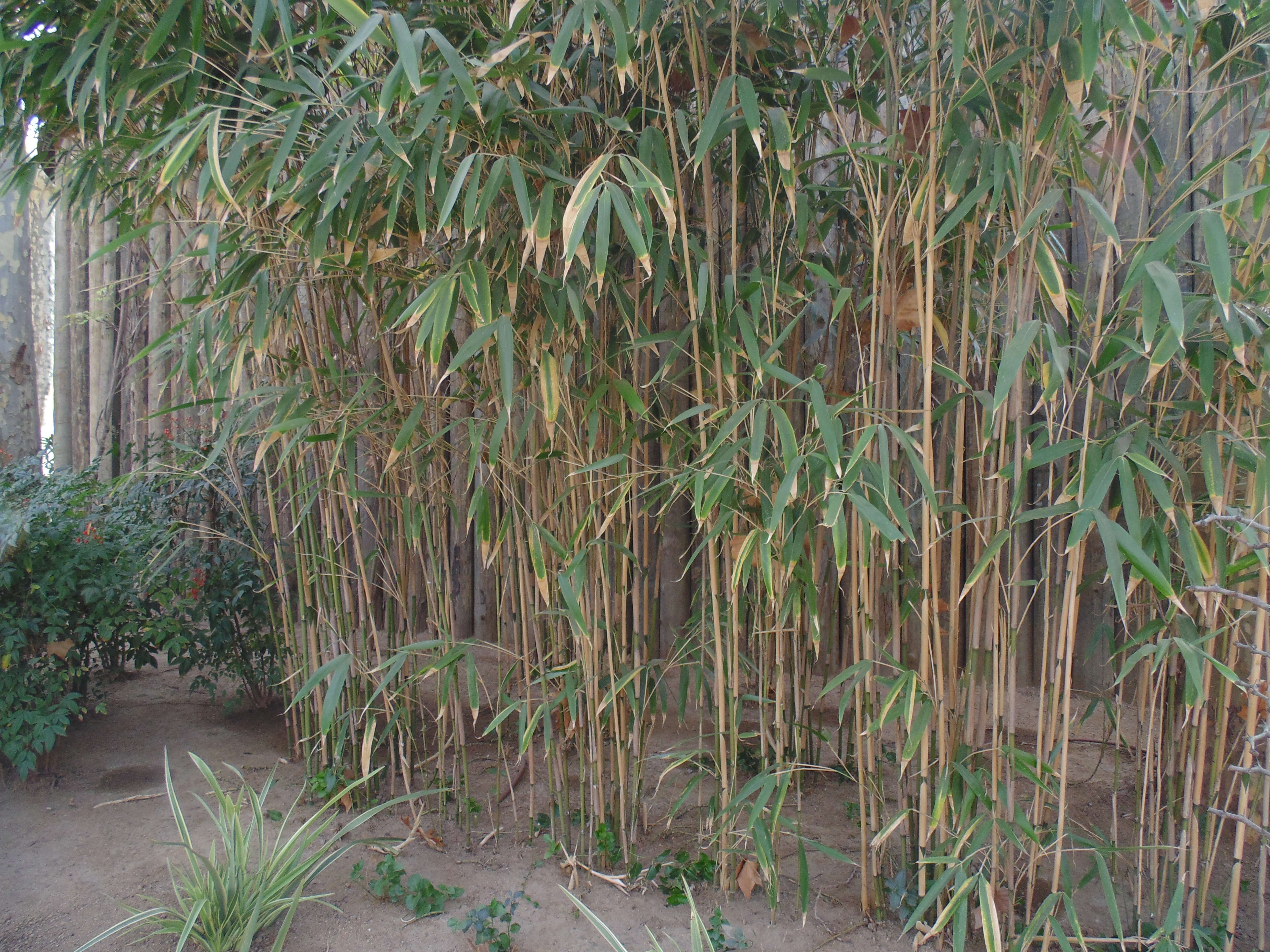 Image of arrow bamboo