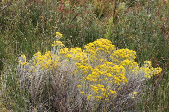 Image de Ericameria nauseosa (Pall. ex Pursh) G. L. Nesom & G. I. Baird