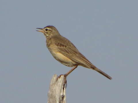 Image of Plain-backed Pipit