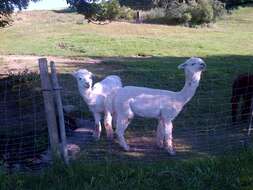 Image of llama