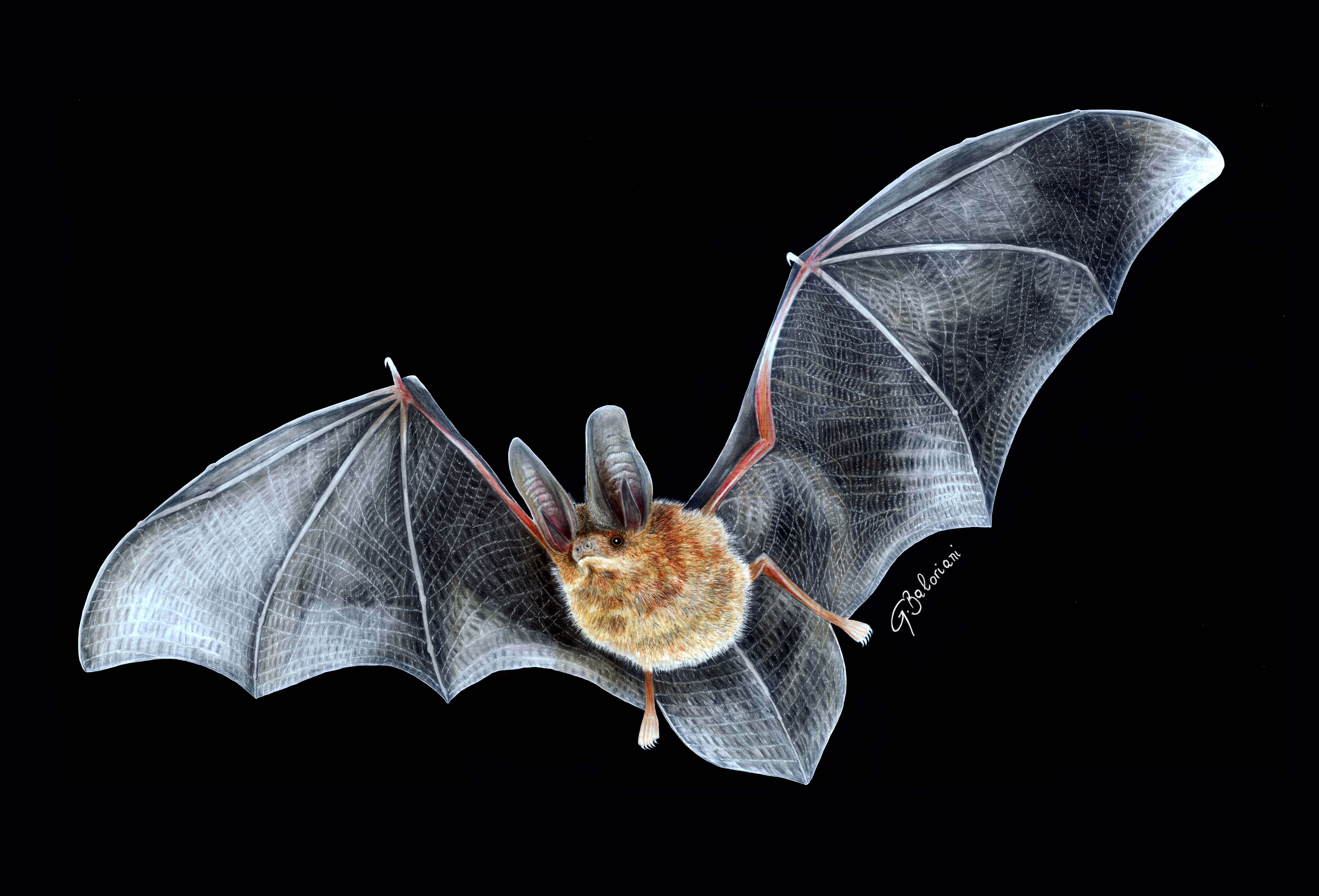 Image of Small Big-eared Brown Bat