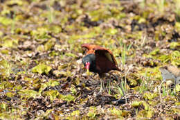 Image of Wattled Jacana