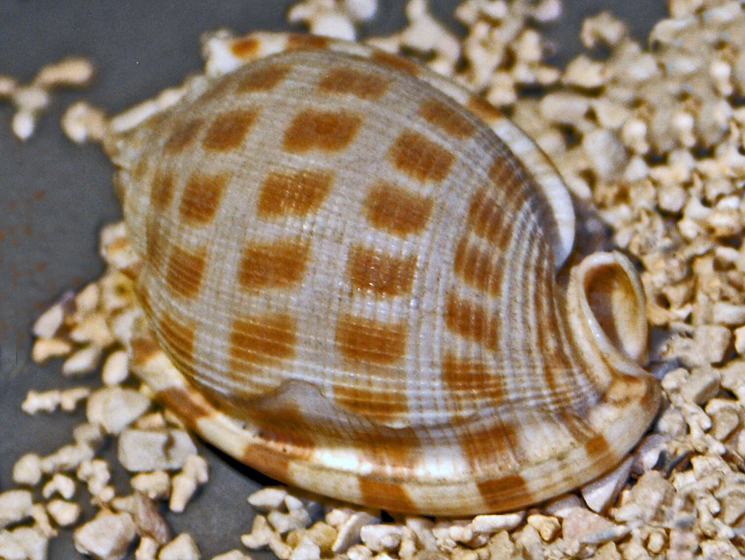 Image of checkered bonnet