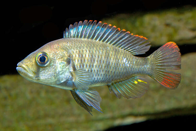 Image of Haplochromis nyererei Witte-Maas & Witte 1985