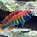 Image of Haplochromis nyererei Witte-Maas & Witte 1985