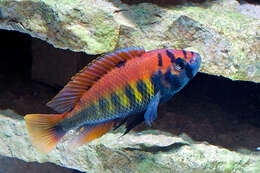 Image of Haplochromis nyererei Witte-Maas & Witte 1985