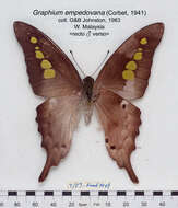 Image de Graphium empedovana (Corbet 1941)