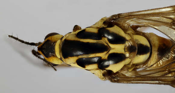 Image of Nephrotoma flavescens (Linnaeus 1758)