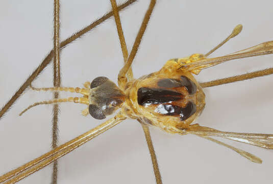 Image of Diogma glabrata (Meigen 1818)