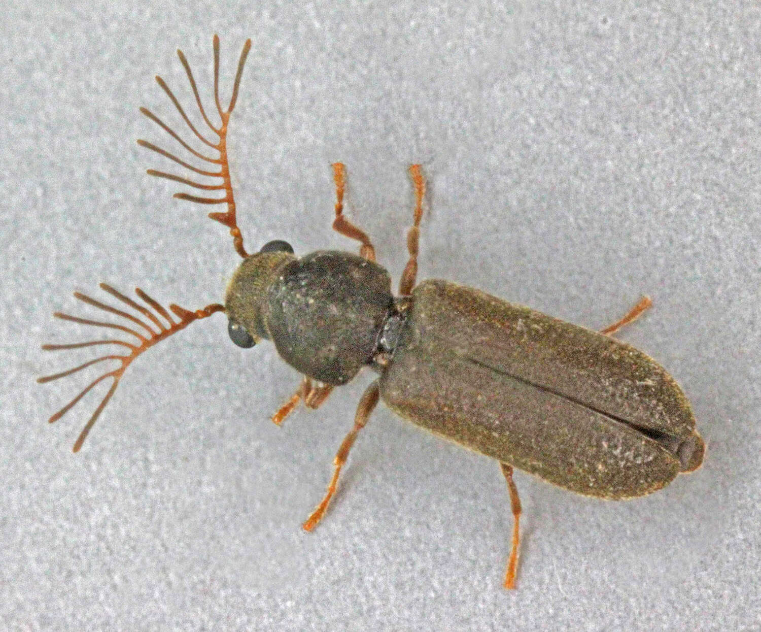 Ptilinus pectinicornis (Linnaeus 1758) resmi