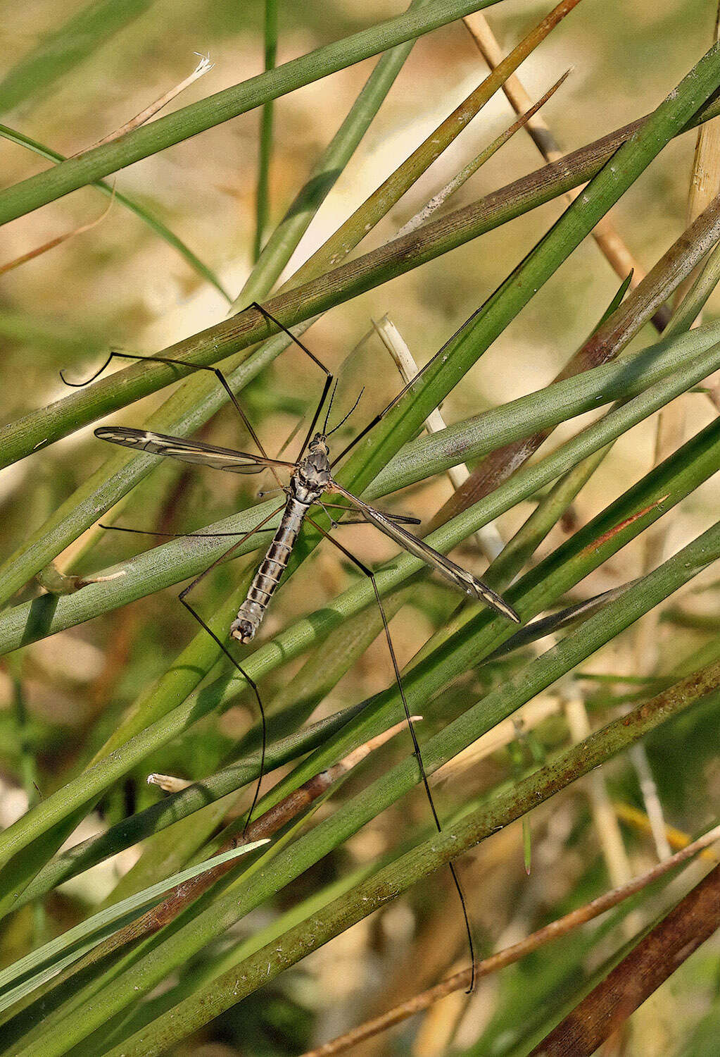 Image of Tipula (Acutipula) vittata Meigen 1804