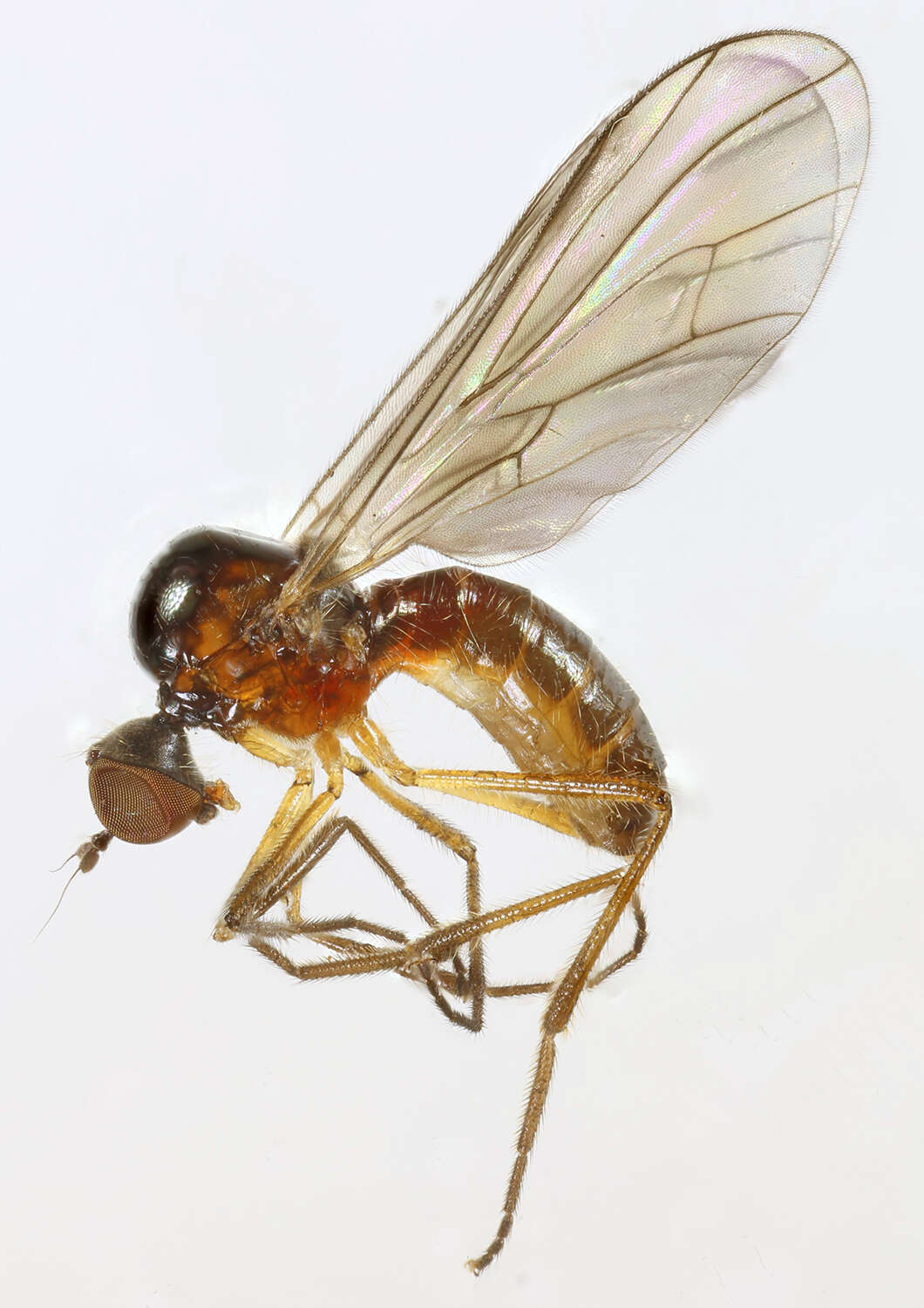 Image of Ocydromia glabricula (Fallen 1816)