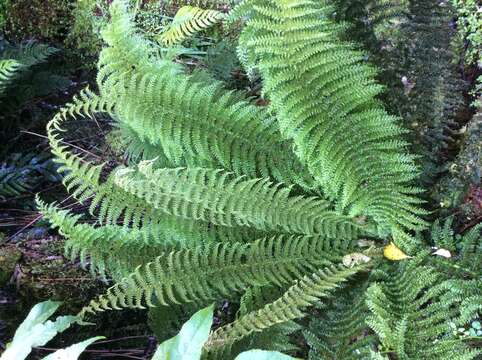 Image of Common Crape Fern