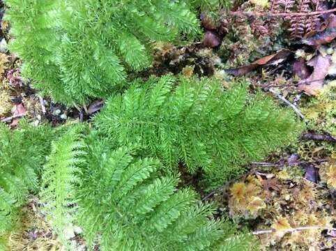 Image of Common Crape Fern