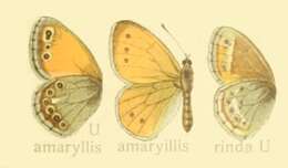 Image of Coenonympha amaryllis Cramer 1782