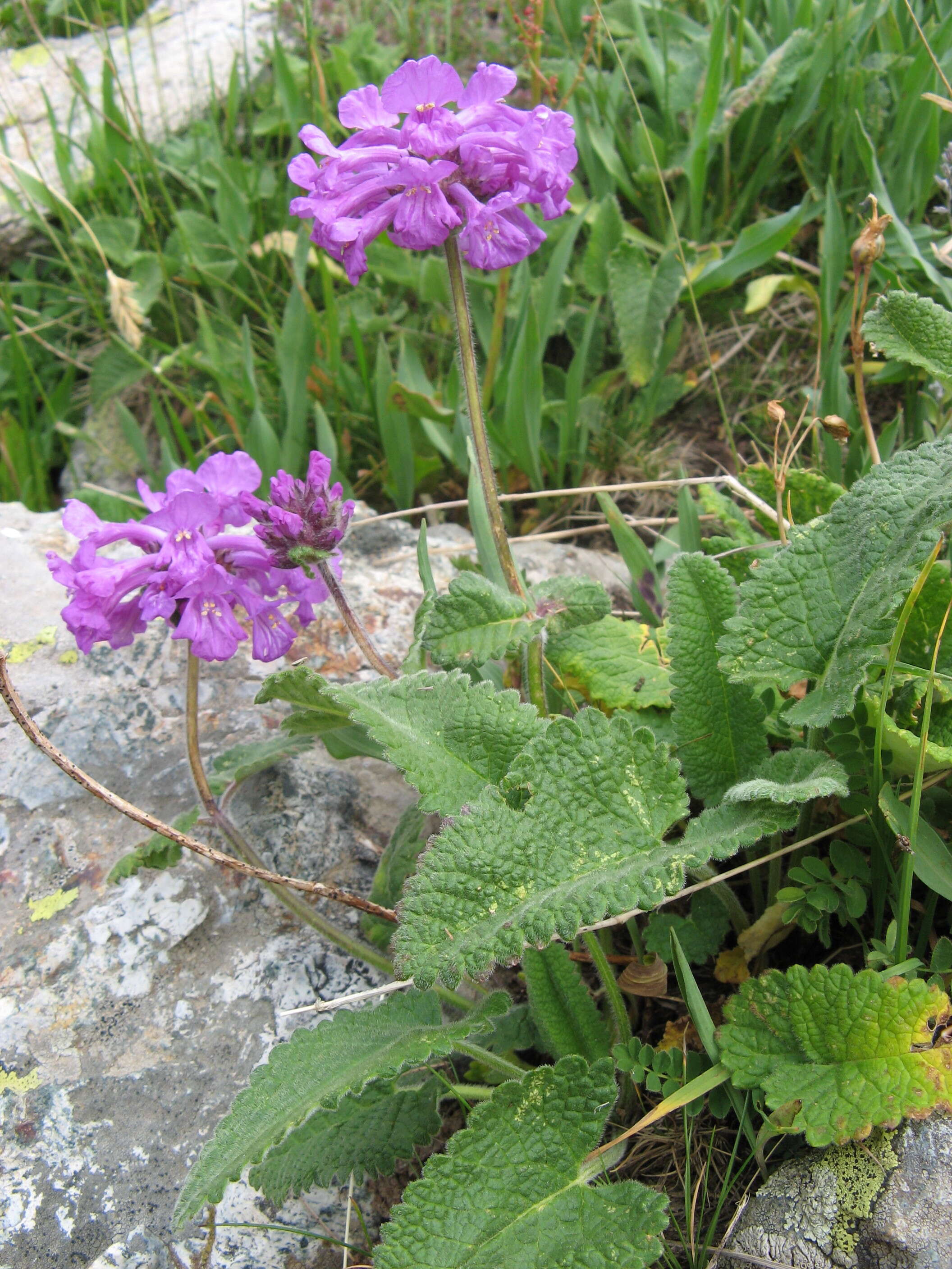 Image de Betonica macrantha K. Koch