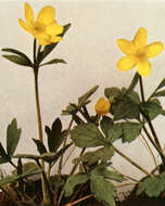 Ranunculus hispidus Michx.的圖片