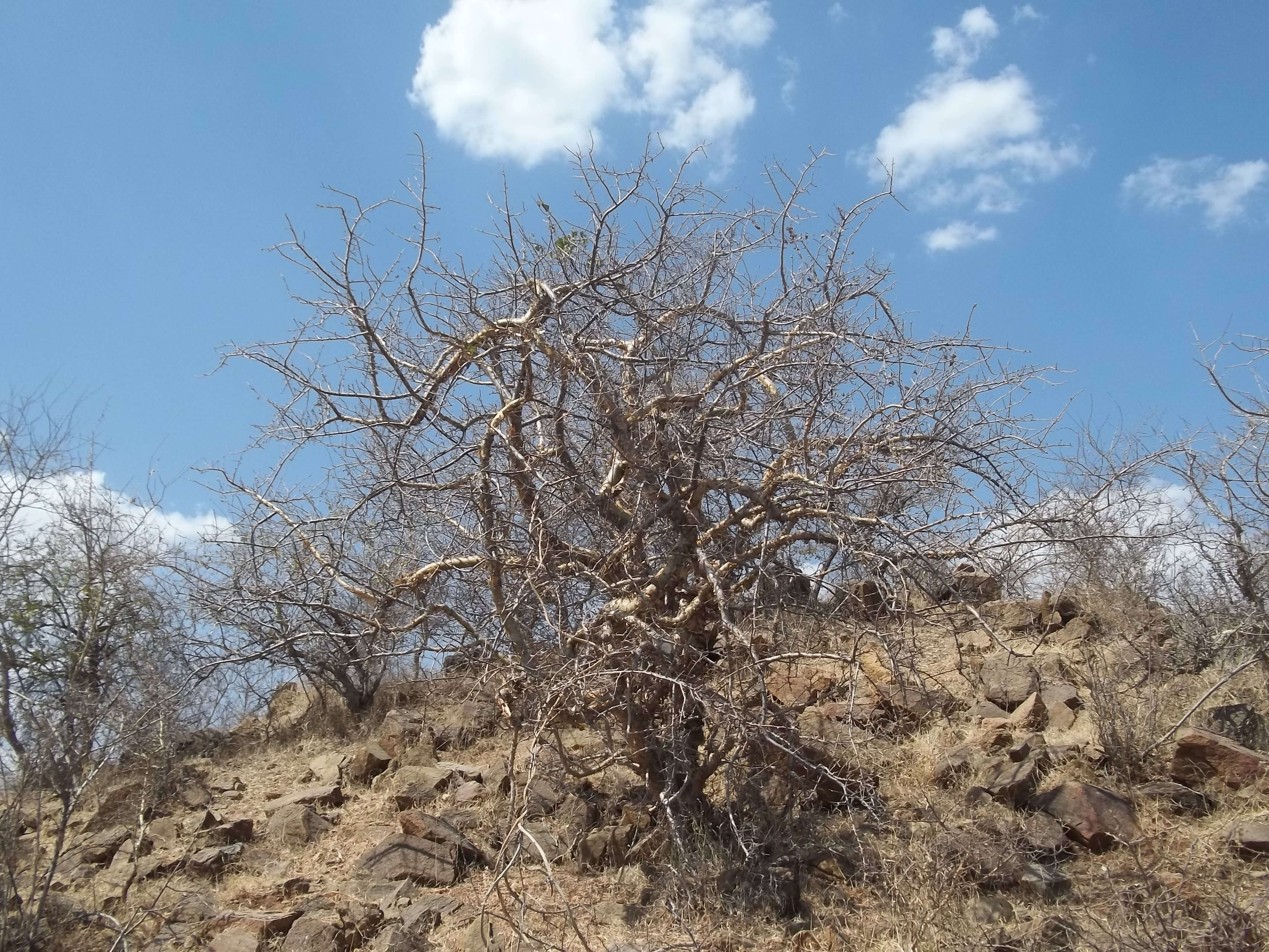 Imagem de Commiphora wightii (Arn.) Bhandari