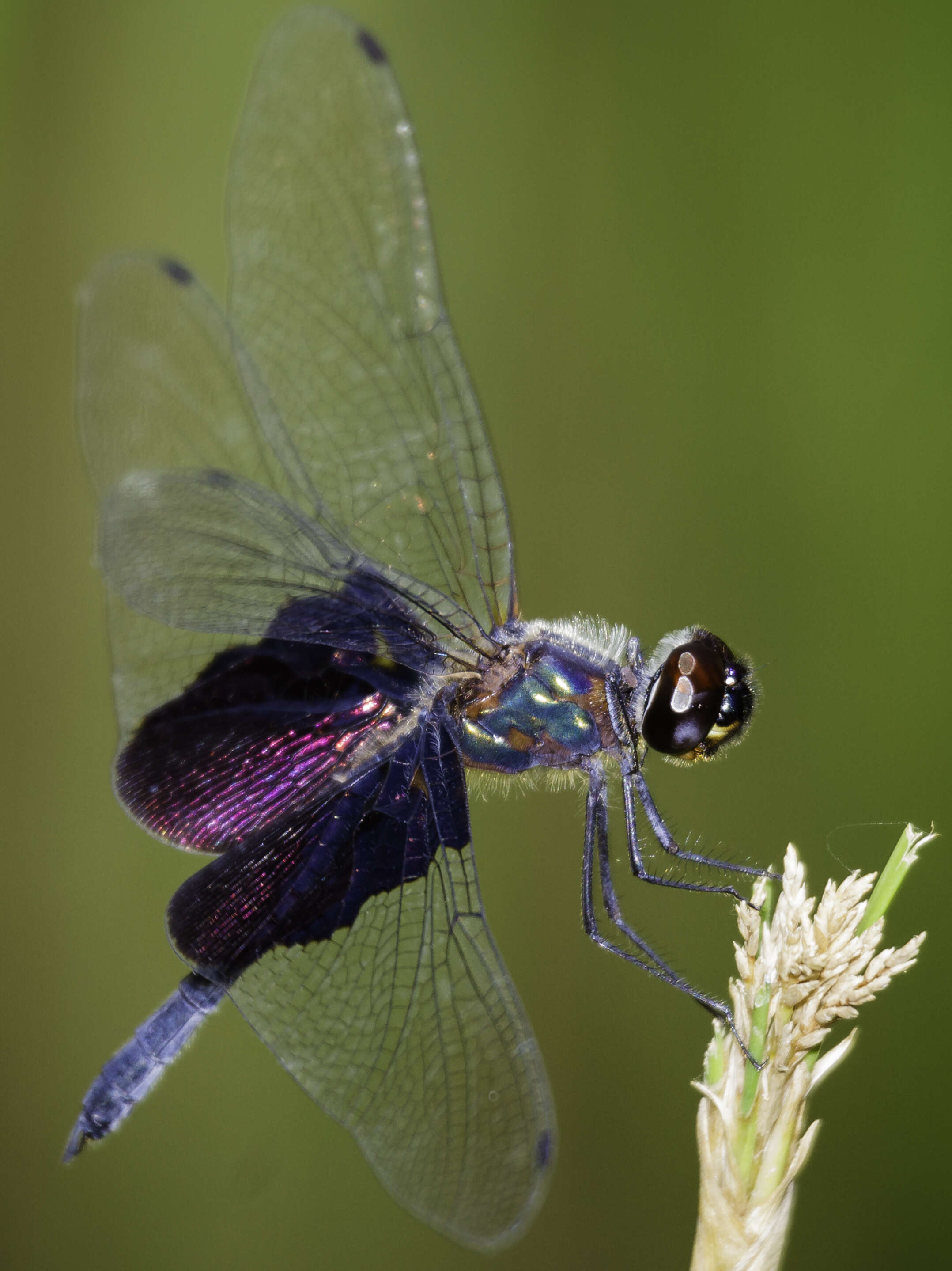 Image of Phantom Flutterer