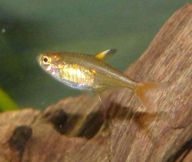 Image of Ember tetra