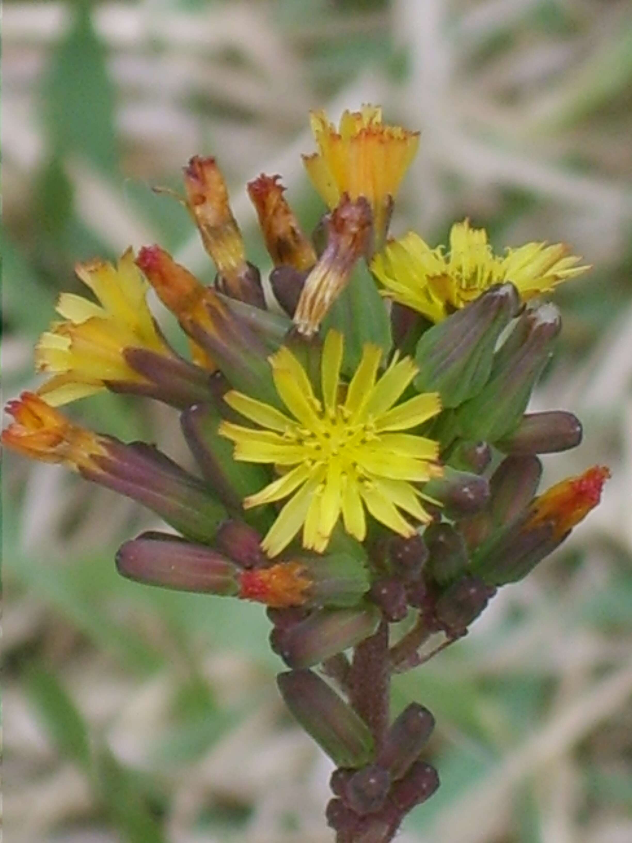 Image of Oriental false hawksbeard