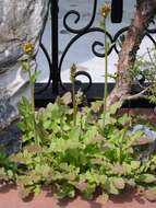 Image of Oriental false hawksbeard