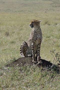 Image of Tanzanian cheetah