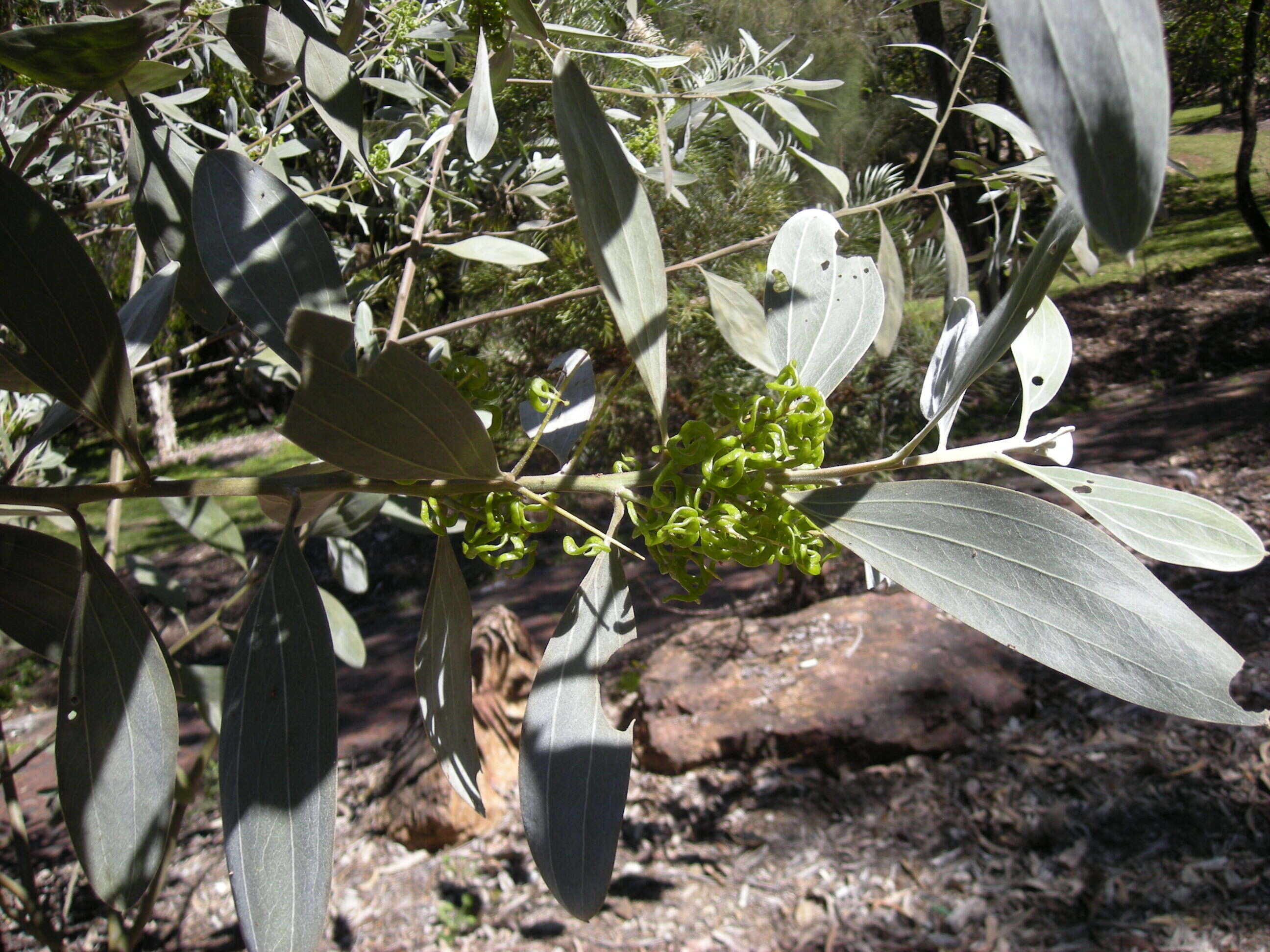 Image of candelabra wattle