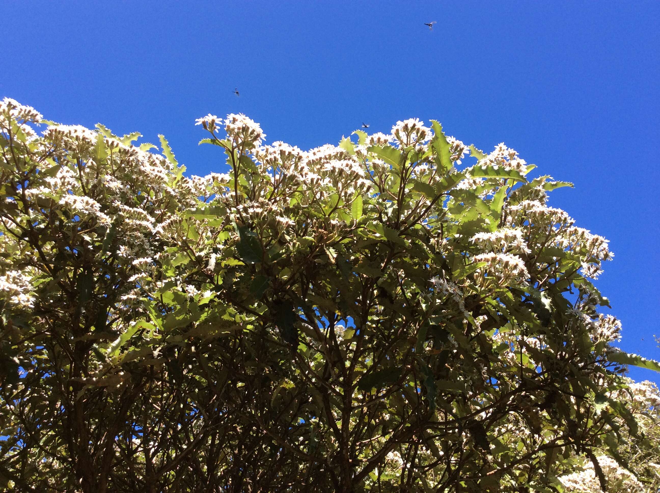 Olearia ilicifolia Hook. fil. resmi