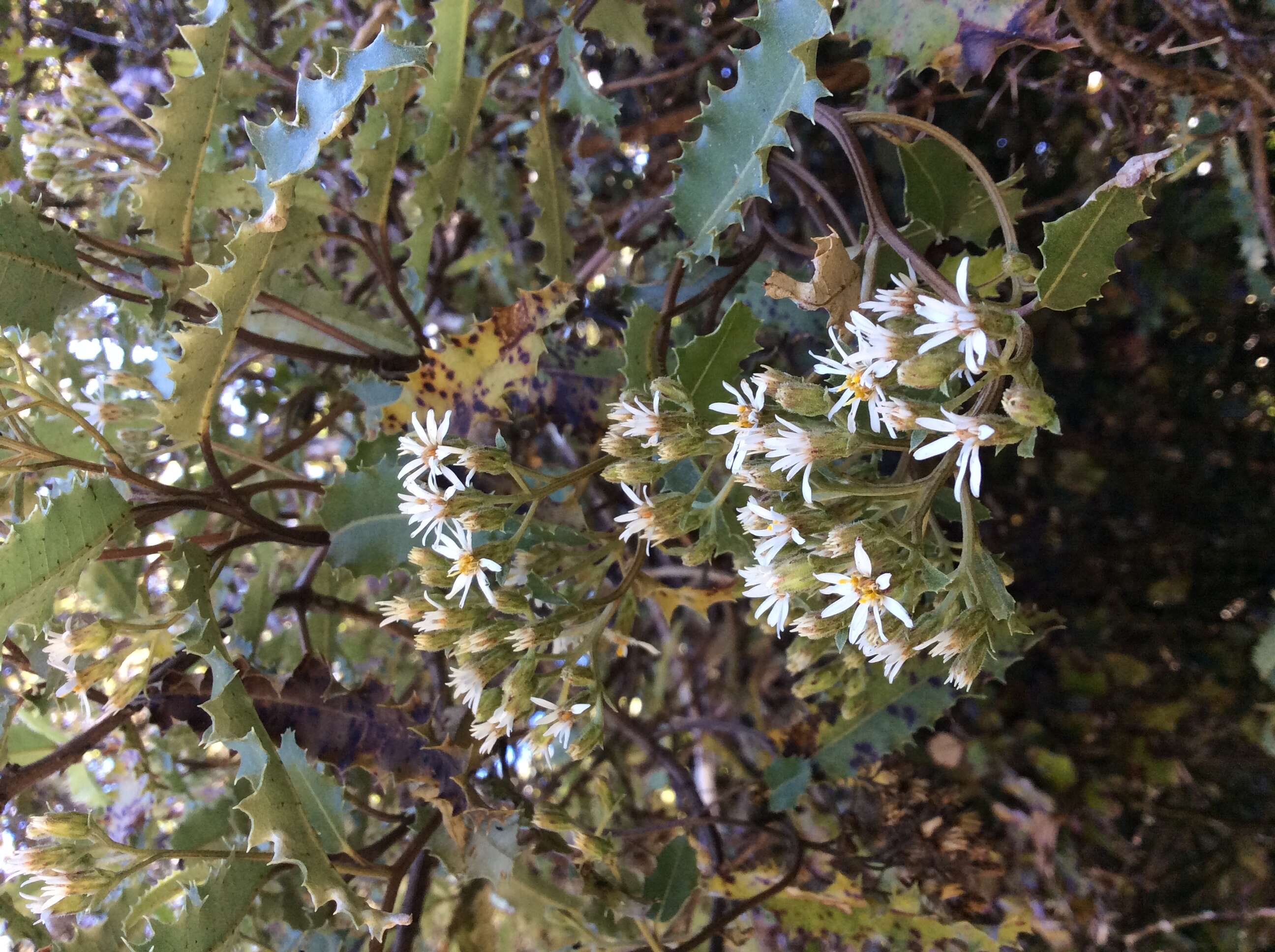 Olearia ilicifolia Hook. fil. resmi