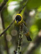 Image of Nelicourvi Weaver