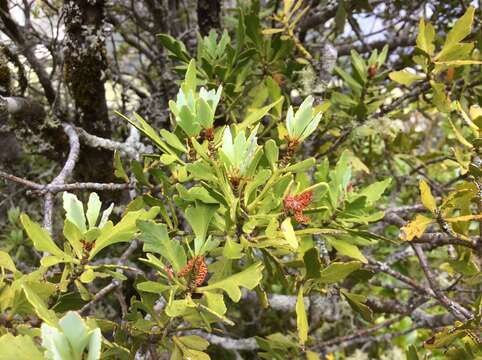 Image of Phyllocladus trichomanoides var. alpinus (Hook. fil.) Parl.