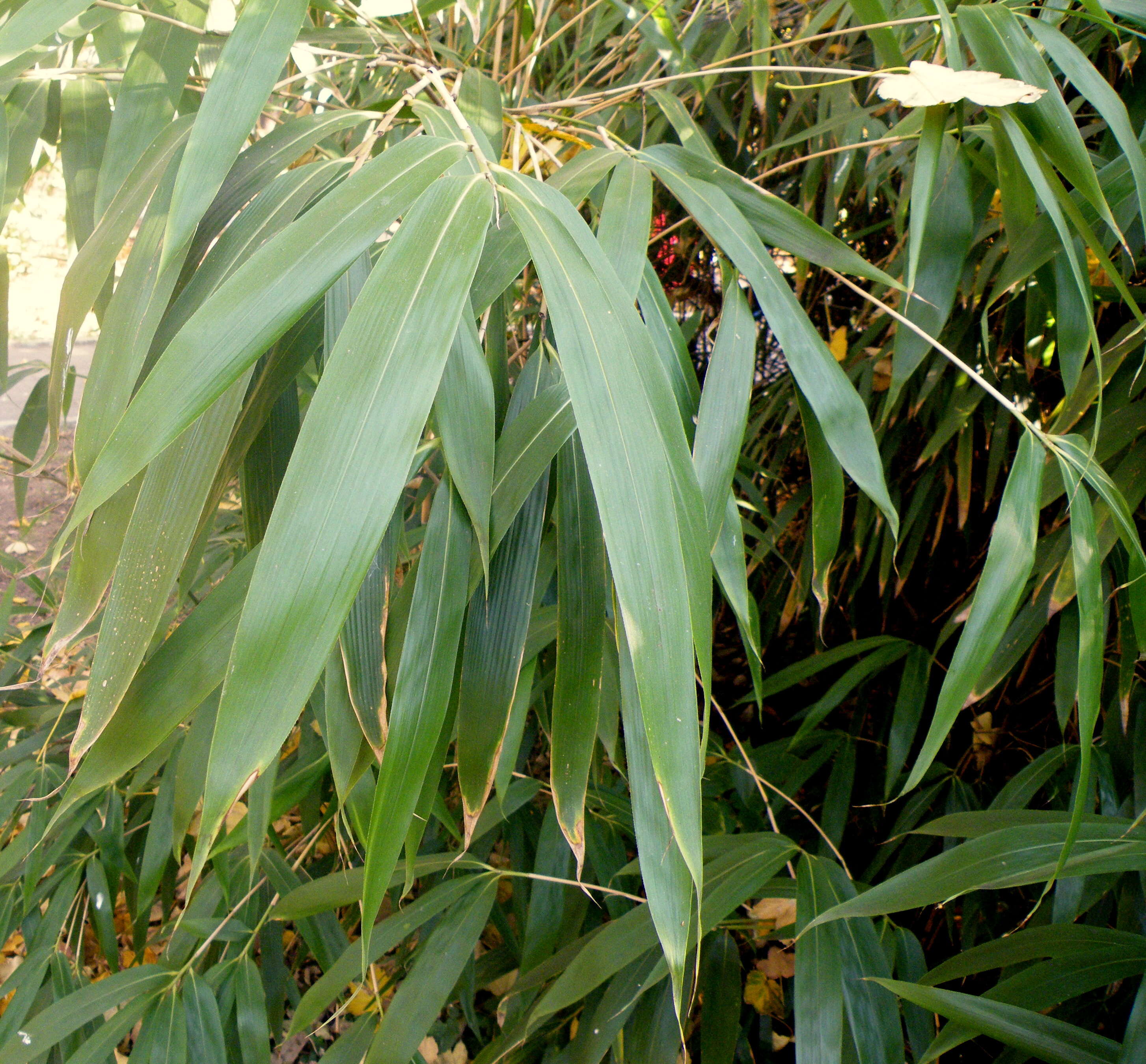 Image of arrow bamboo