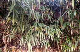 Image of arrow bamboo