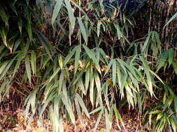 Image de Pseudosasa japonica (Siebold & Zucc. ex Steud.) Makino ex Nakai