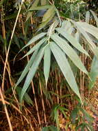 Image of arrow bamboo