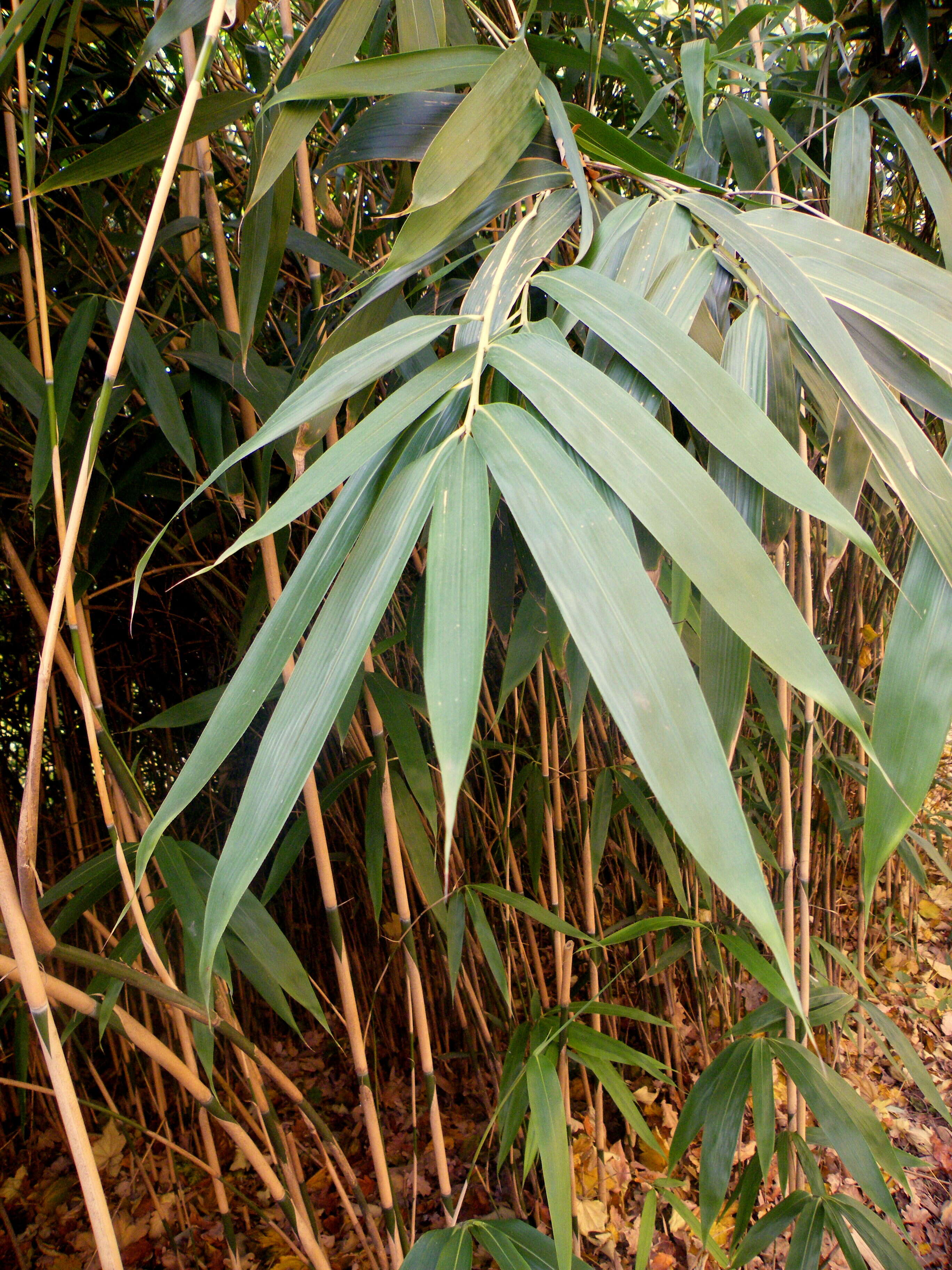 Image of arrow bamboo