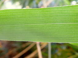 Image of arrow bamboo