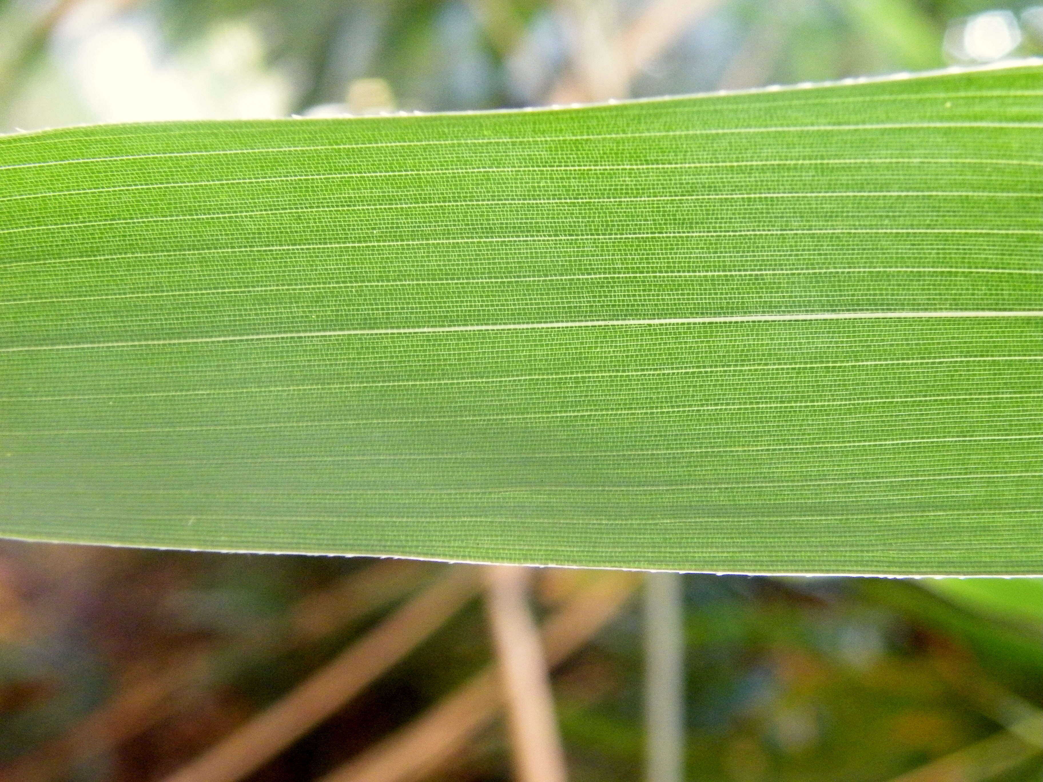 Image de Pseudosasa japonica (Siebold & Zucc. ex Steud.) Makino ex Nakai