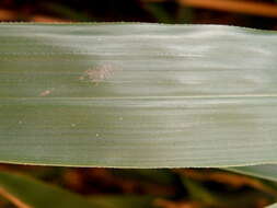 Image of arrow bamboo