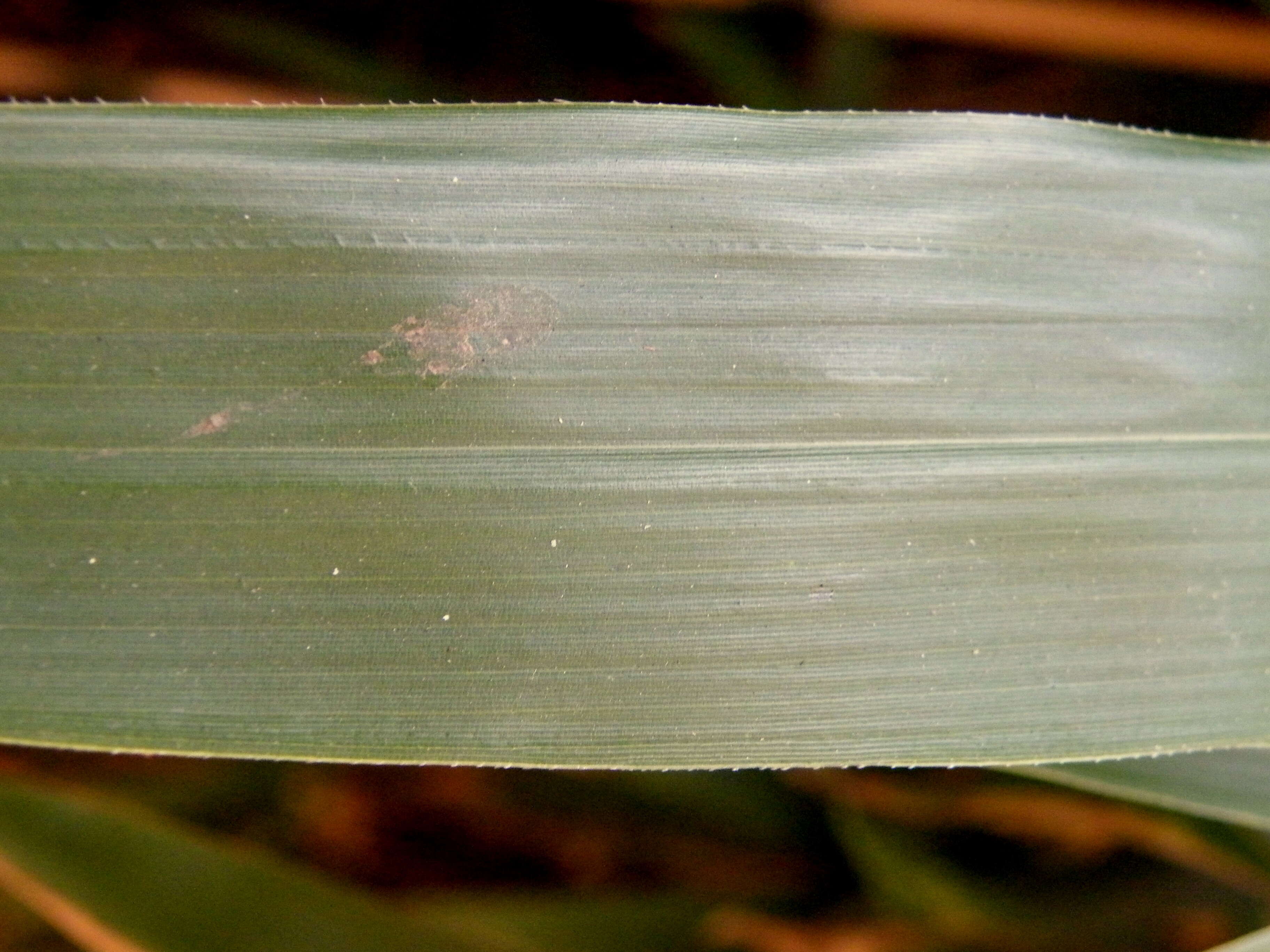 Image of arrow bamboo