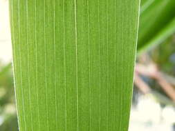 Image of arrow bamboo